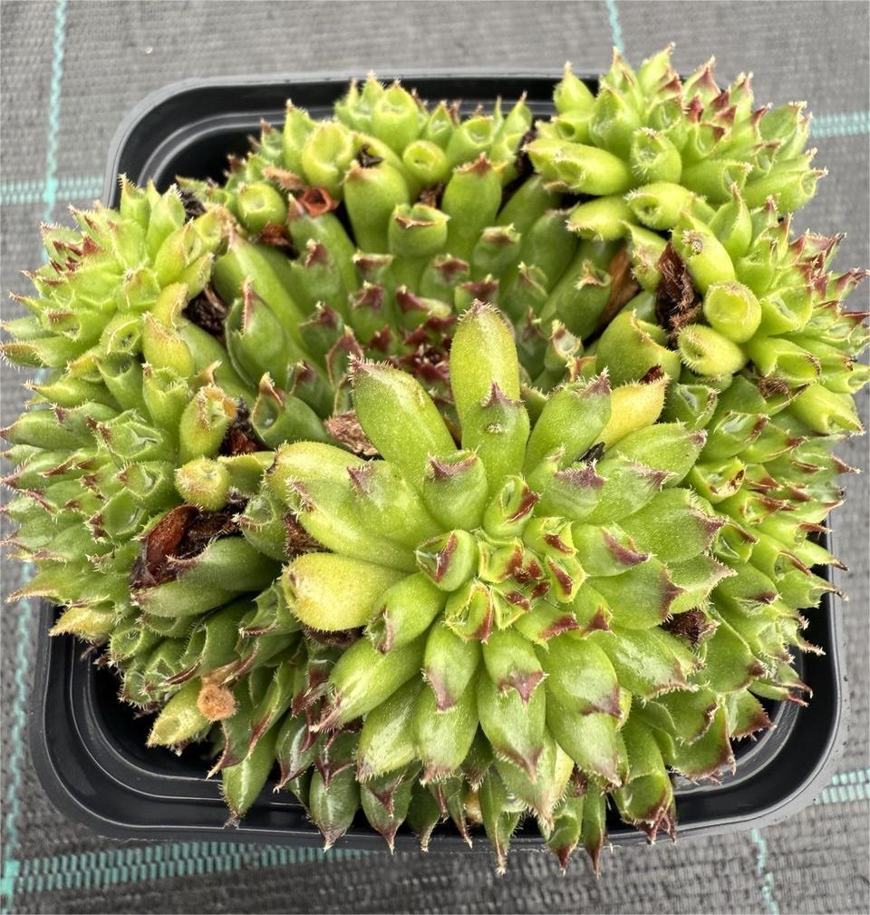 Trandafir de piatră Sempervivum - imagine 3