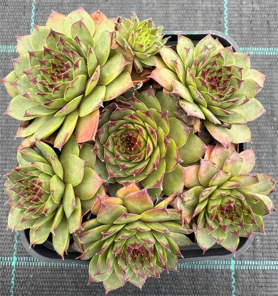 Trandafir de piatră Sempervivum
