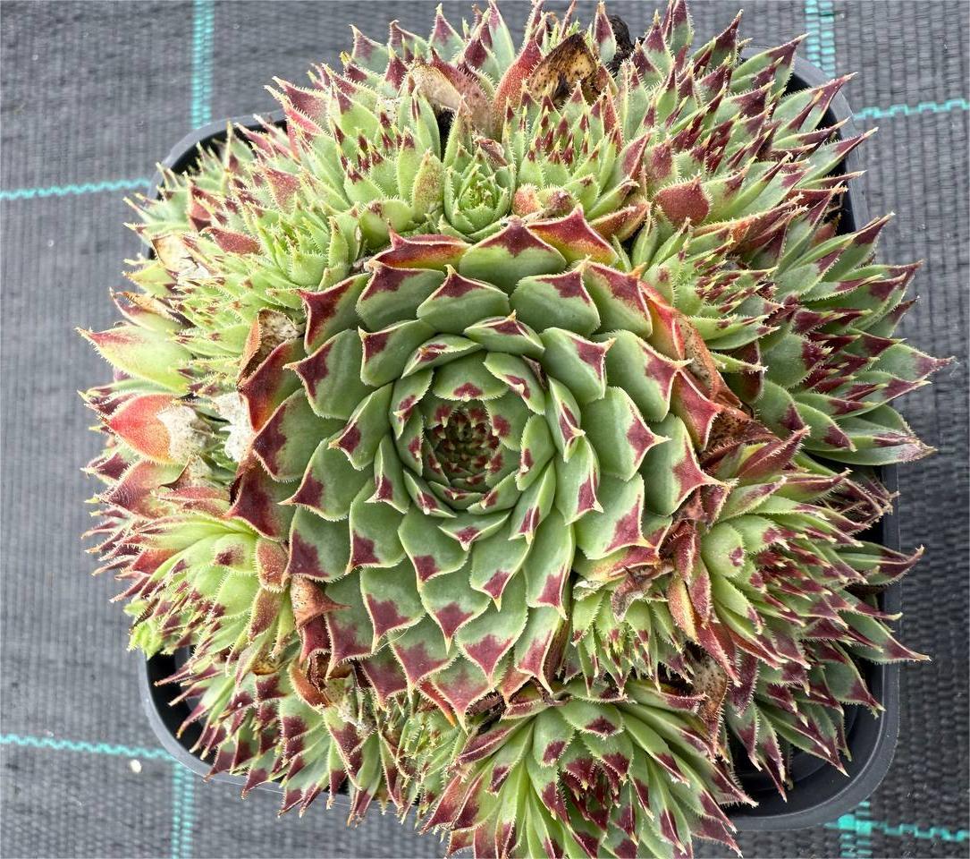 Trandafir de piatră Sempervivum - imagine 7