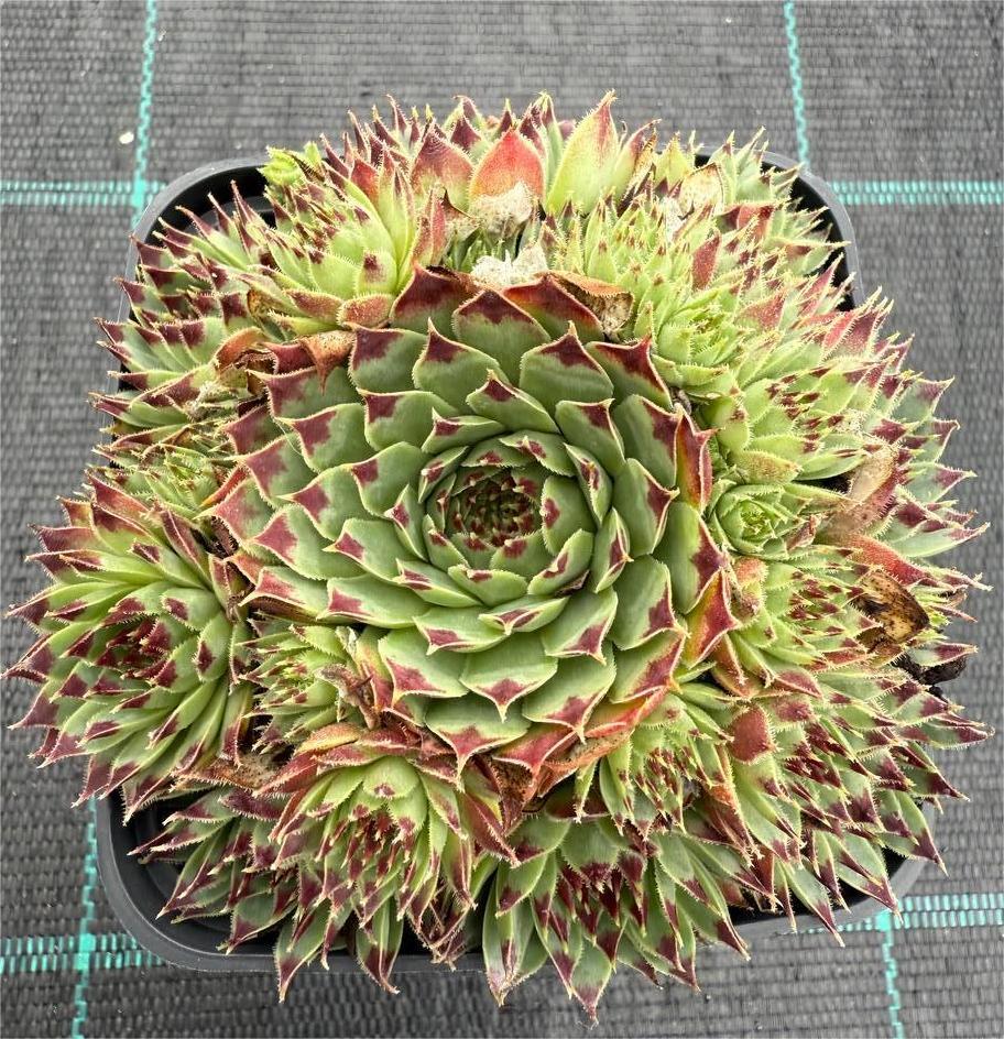 Trandafir de piatră Sempervivum - imagine 6