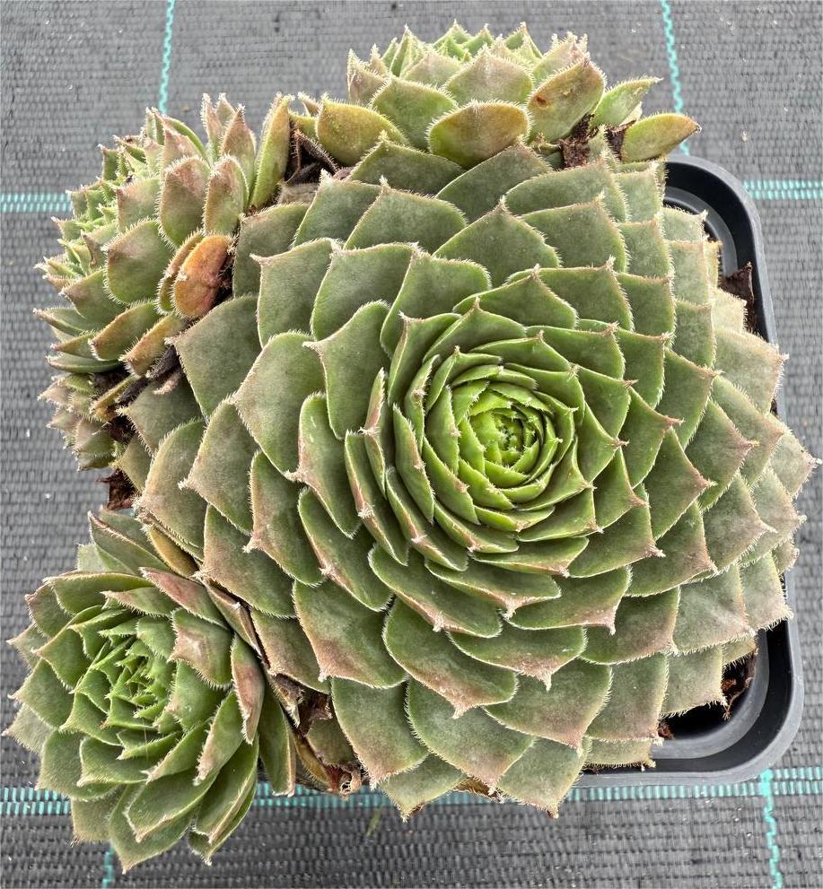 Trandafir de piatră Sempervivum - imagine 5