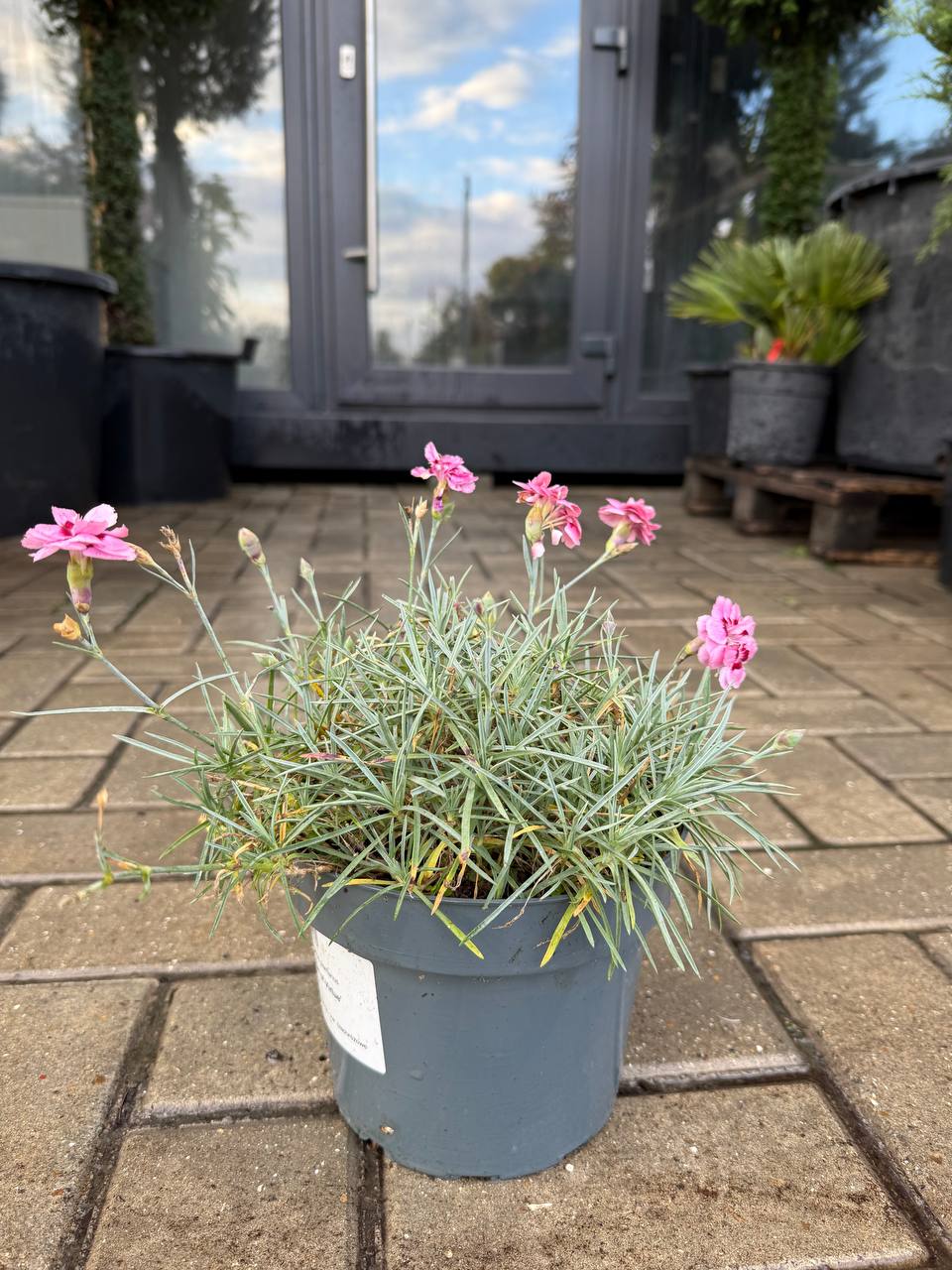 Garoafă Angel of Virtue - imagine 3