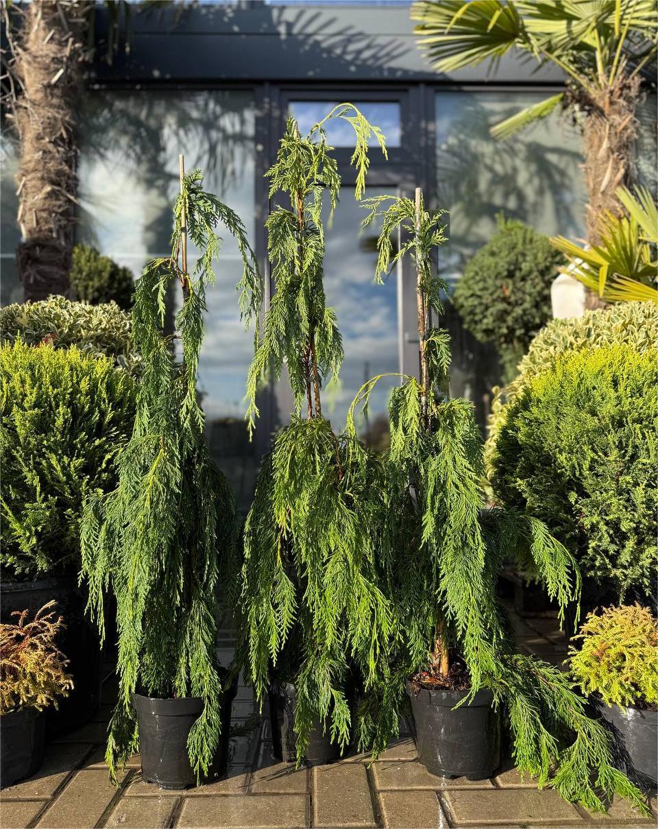 Chiparos leylandii pendular