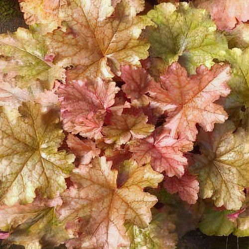 Heucera World Caffe Americano