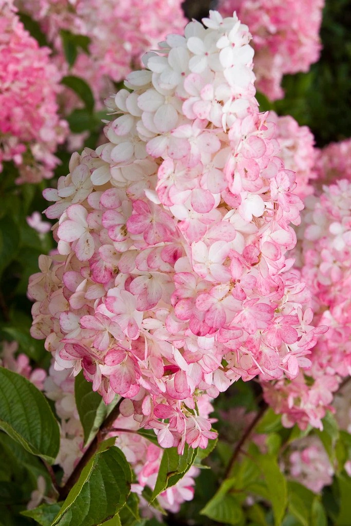 Hortensia Vanille Fraise Renhy