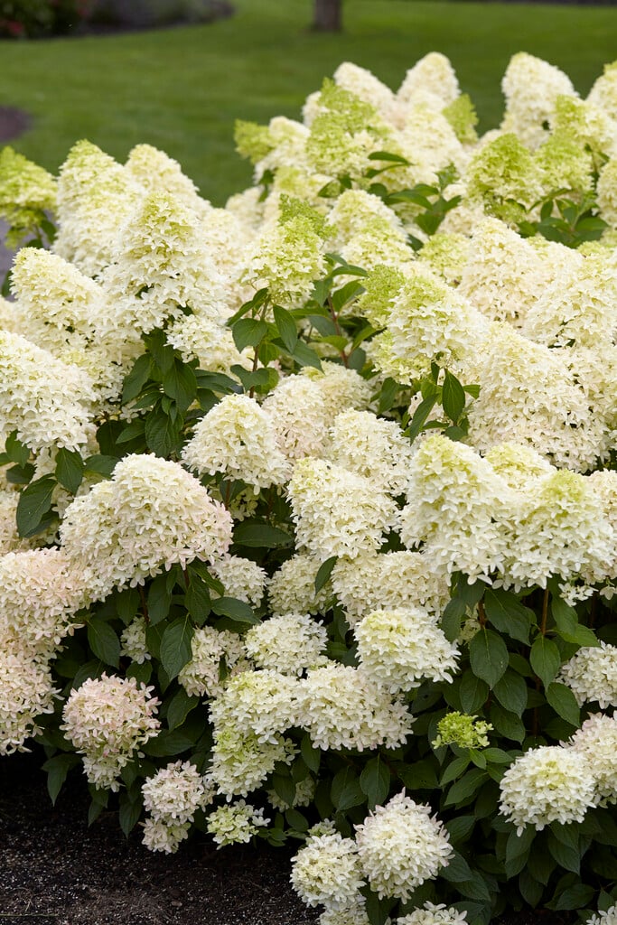 Hortensia Skyfall Frenne - imagine 3