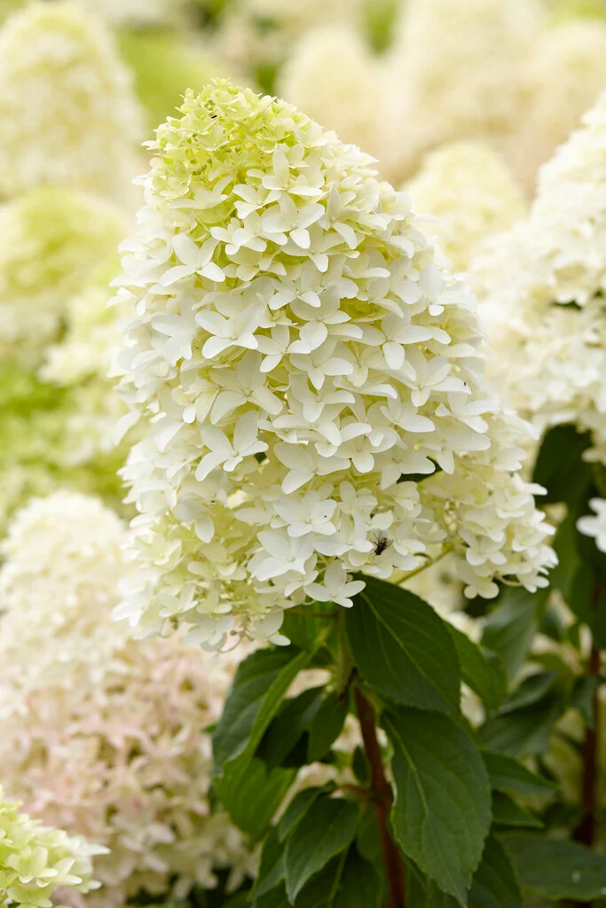 Hortensia Skyfall Frenne