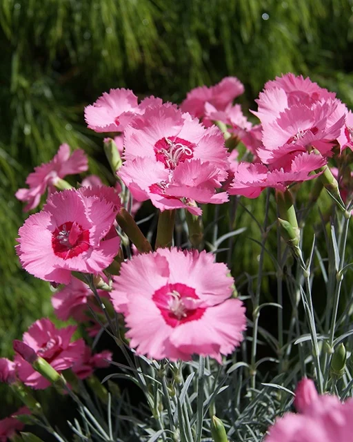 Garoafă Angel of Virtue