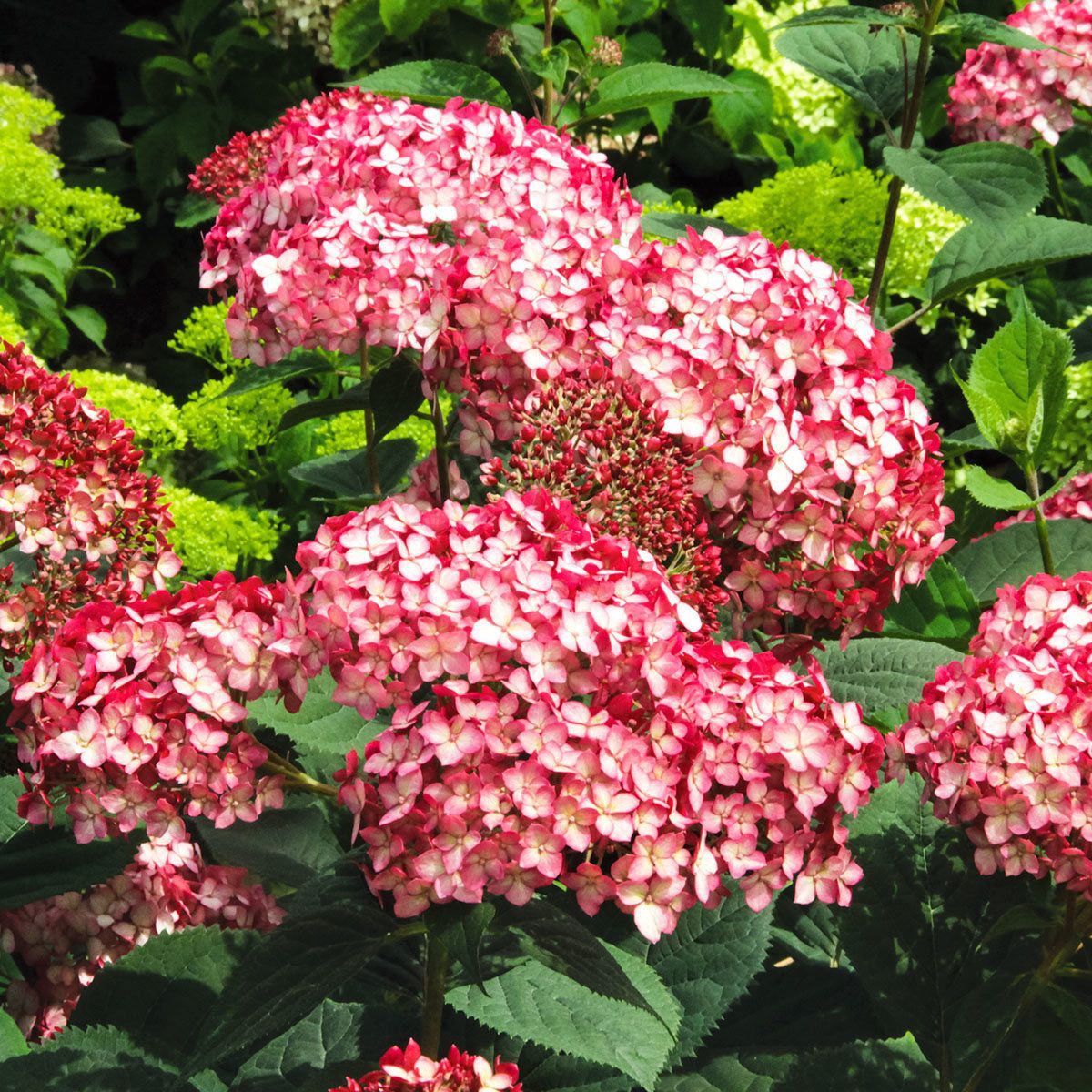 Hortensia Ruby Annabelle