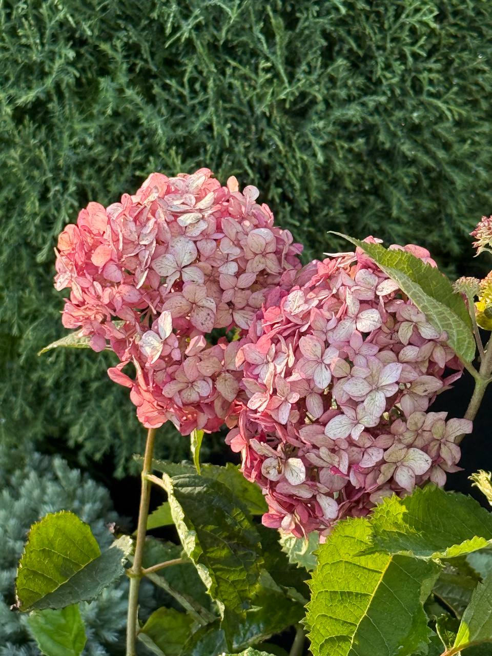 Hortensia Ruby Annabelle - imagine 3
