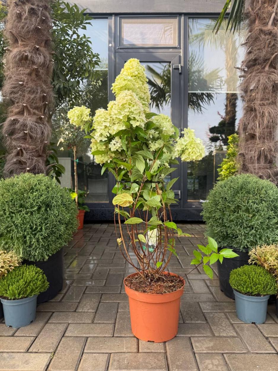 Hortensia Silver Dollar