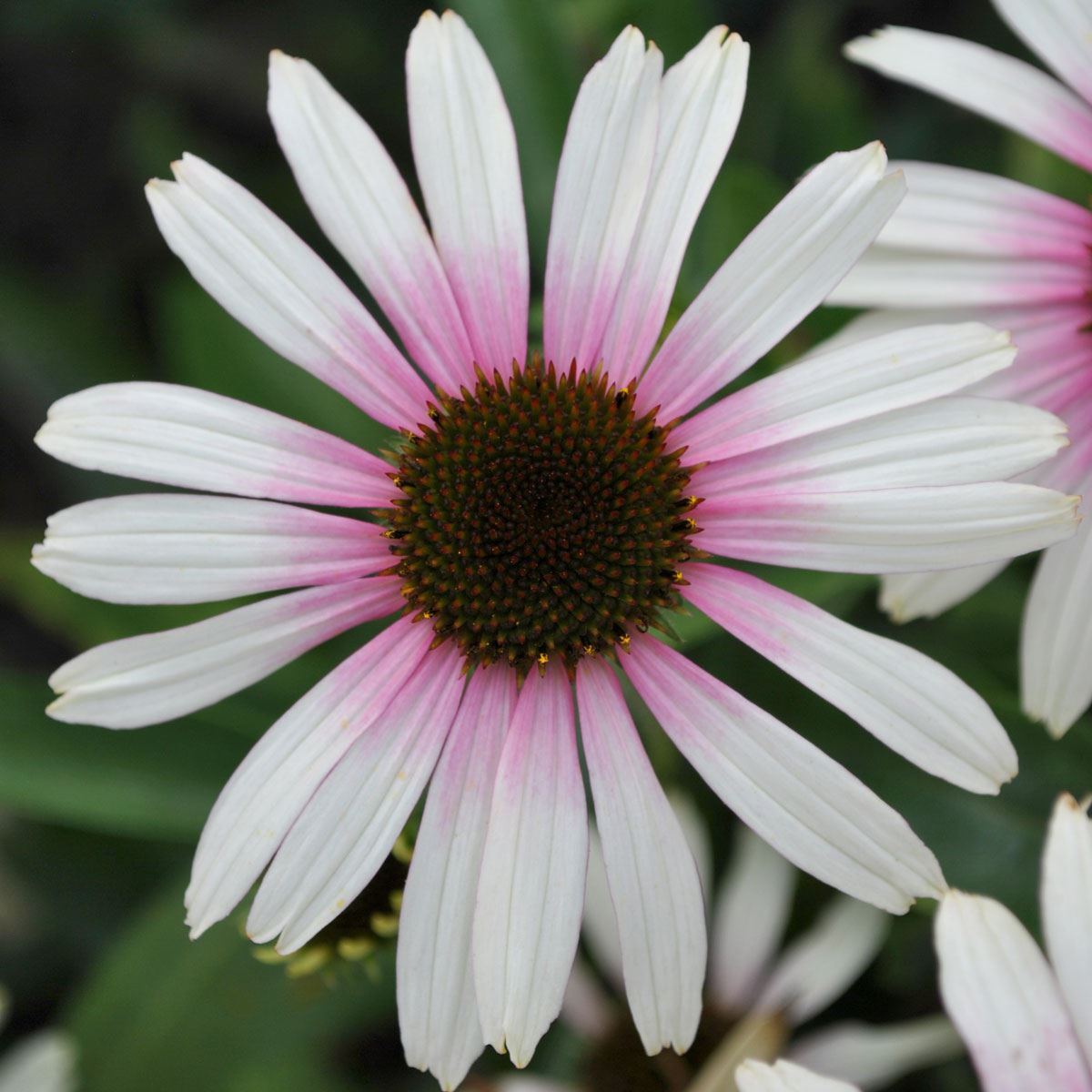 Echinacea Fountai Pink Eye