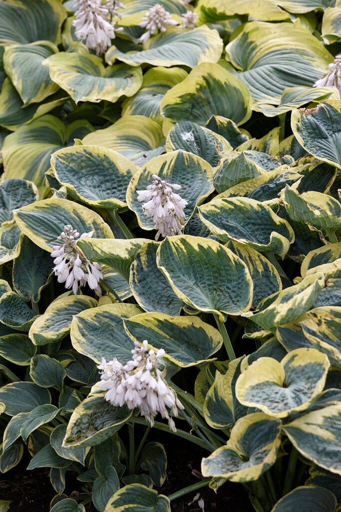 Hosta Sugar Daddy - imagine 2