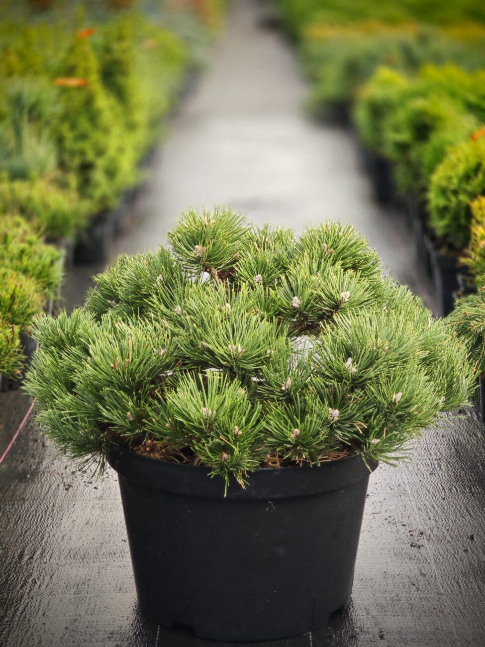 Pin negru pitic Marie Bregeon