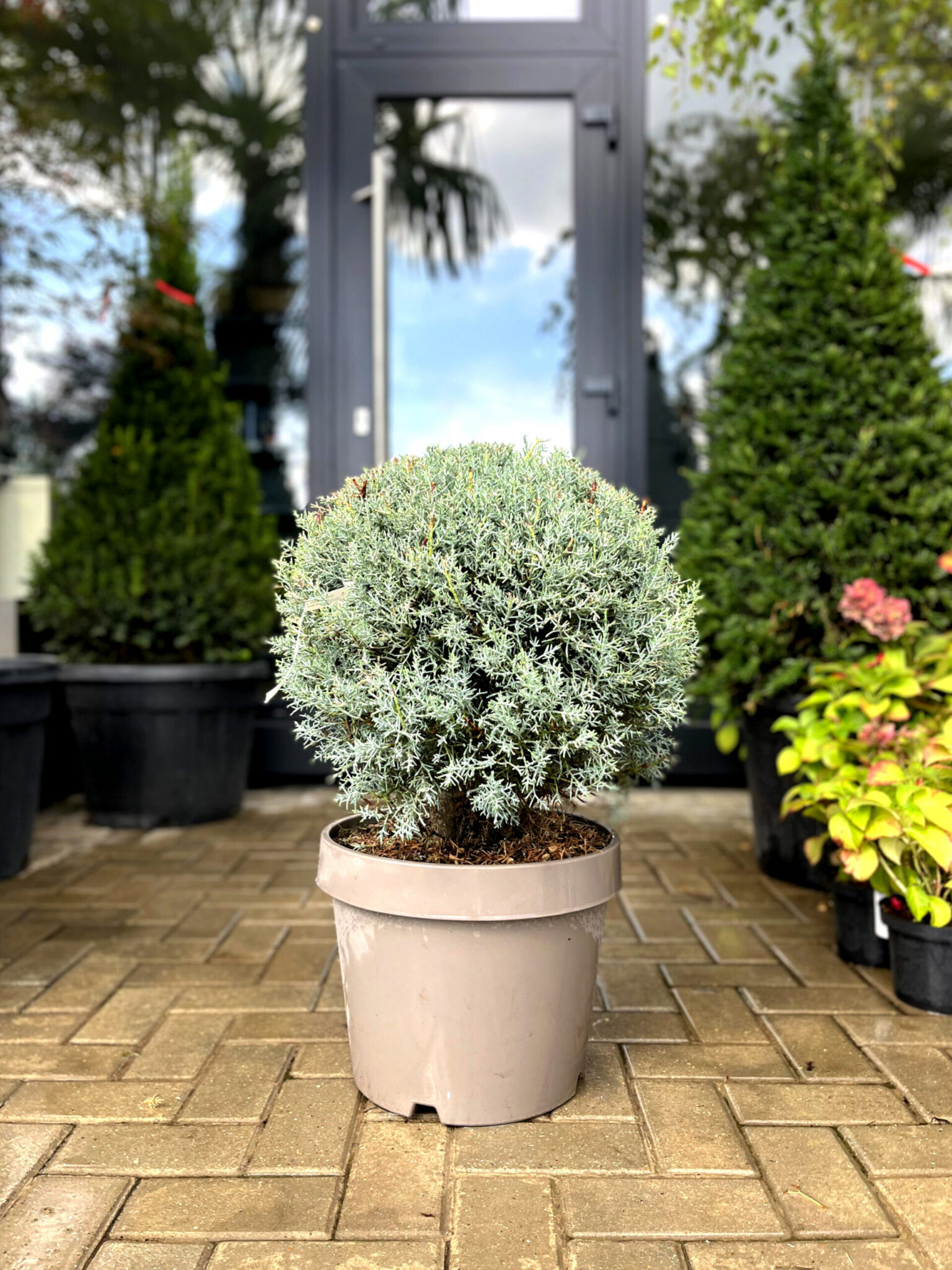 Arizonica globulară