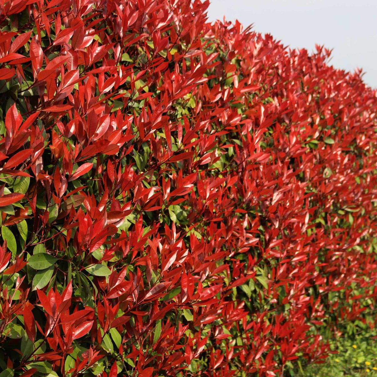 Photinia Red Robin Casetă