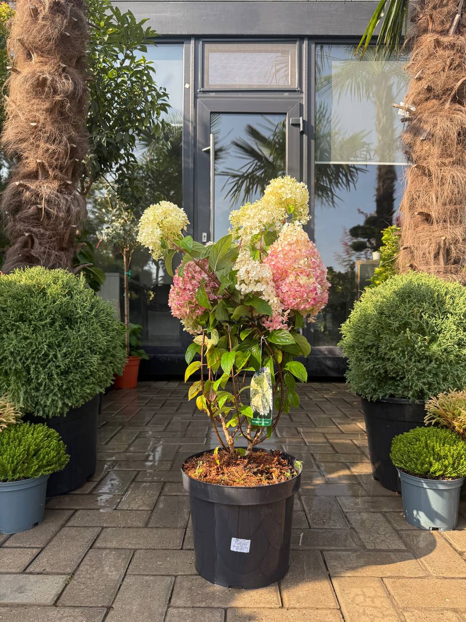 Hortensia Bobo