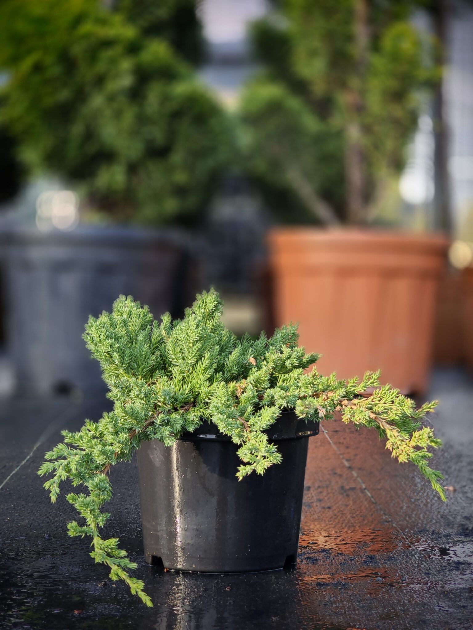 Ienupăr târâtor pitic Nana