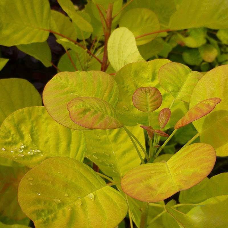 Scumpia Golden Spirit