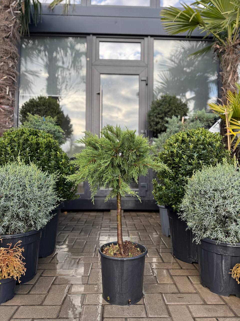 Ienupăr sabina Tamariscifolia pe picior