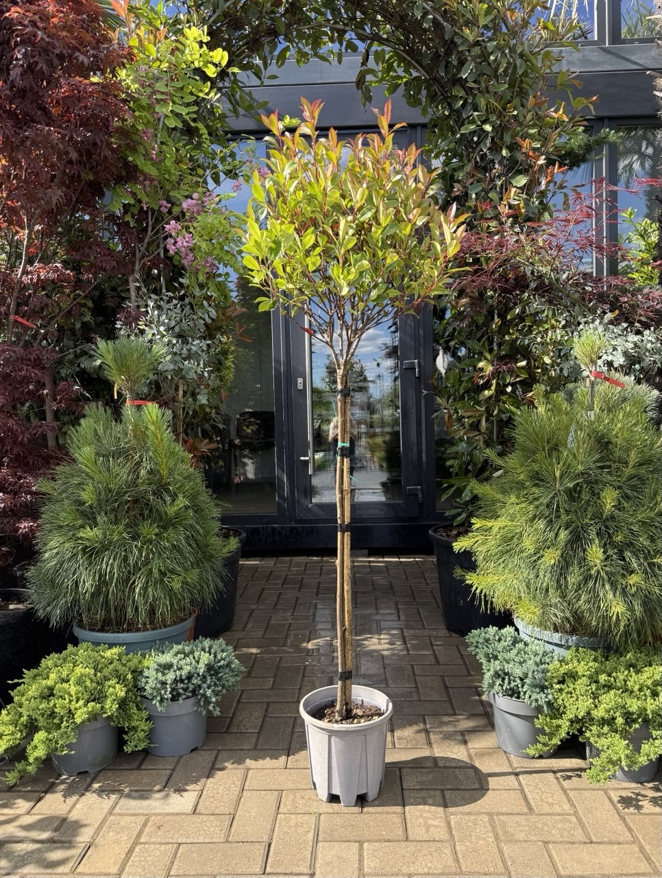 Photinia Fraseri Carre Rouge pe picior - imagine 3