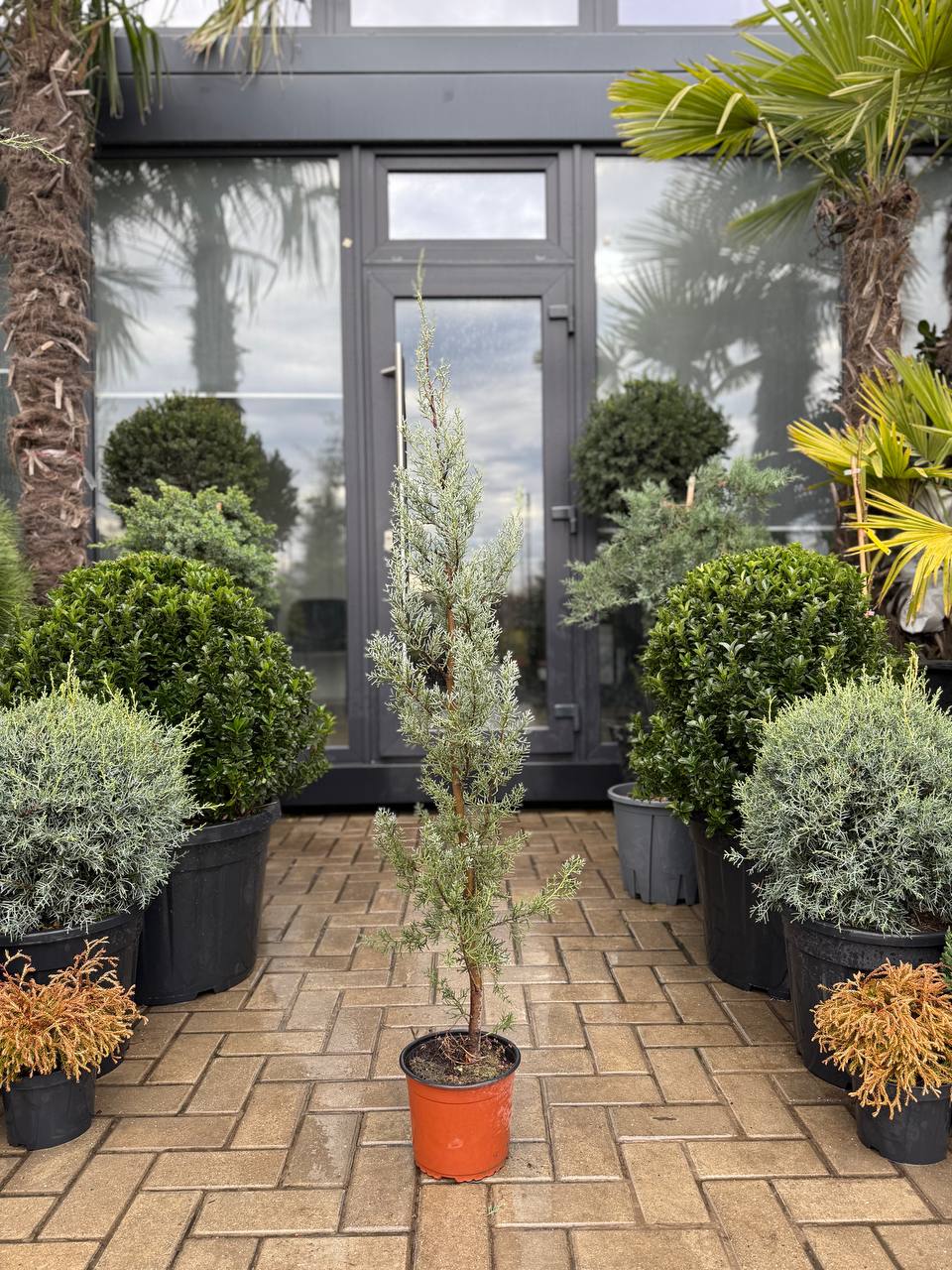 Arizonica - imagine 3