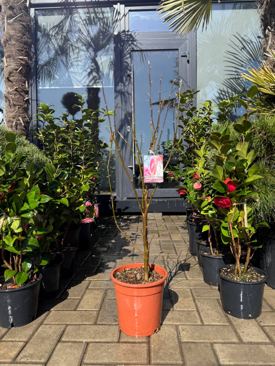 Magnolia Susan - imagine 3