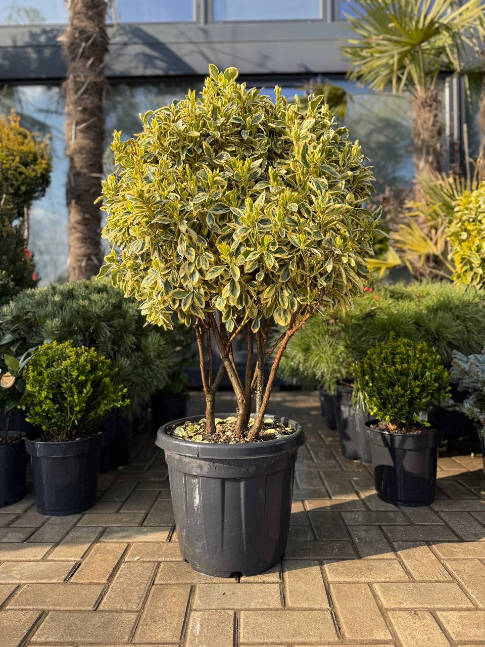 Euonymus Elegantisimus Aureus Multitronco