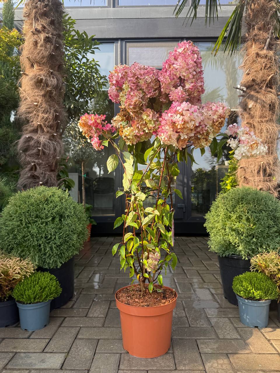 Hortensia Vanille Fraise Renhy
