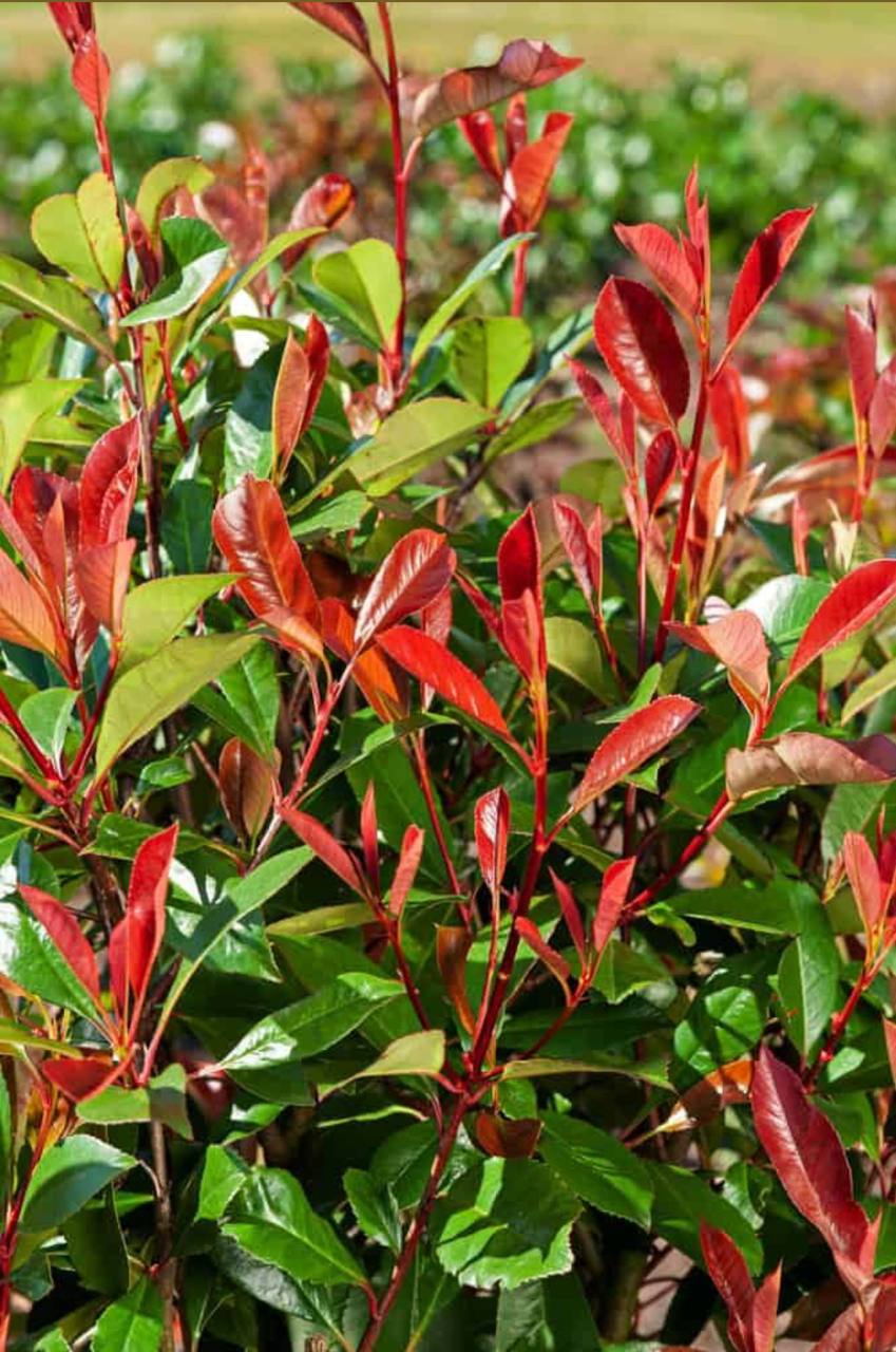 Photinia Red Robin Fraseri pe picior