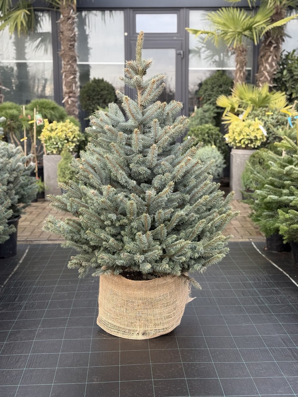 Molid argintiu Super Blue