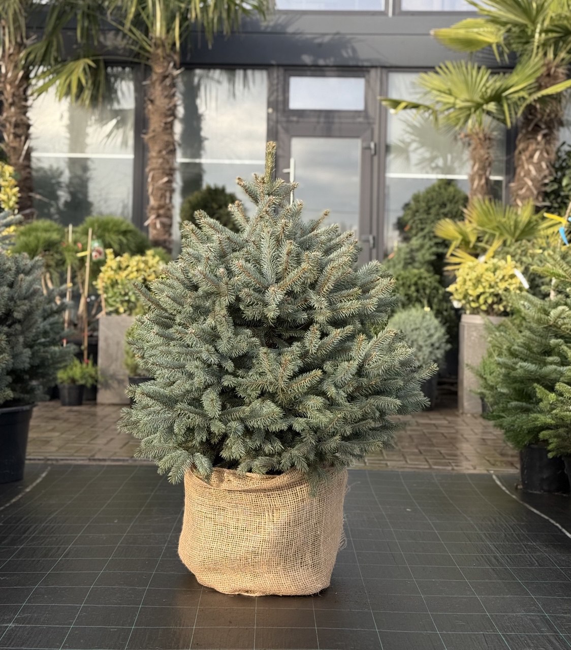 Molid argintiu Super Blue