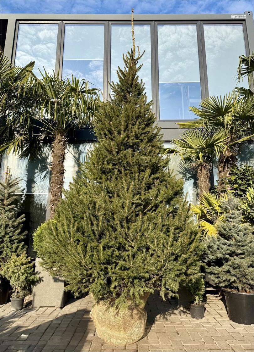 Brad verde în ghiveci