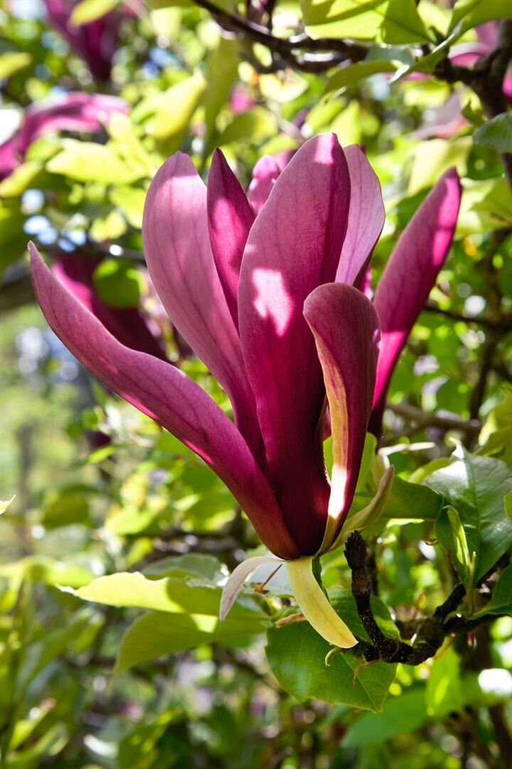 Magnolia Liliiflora Nigra