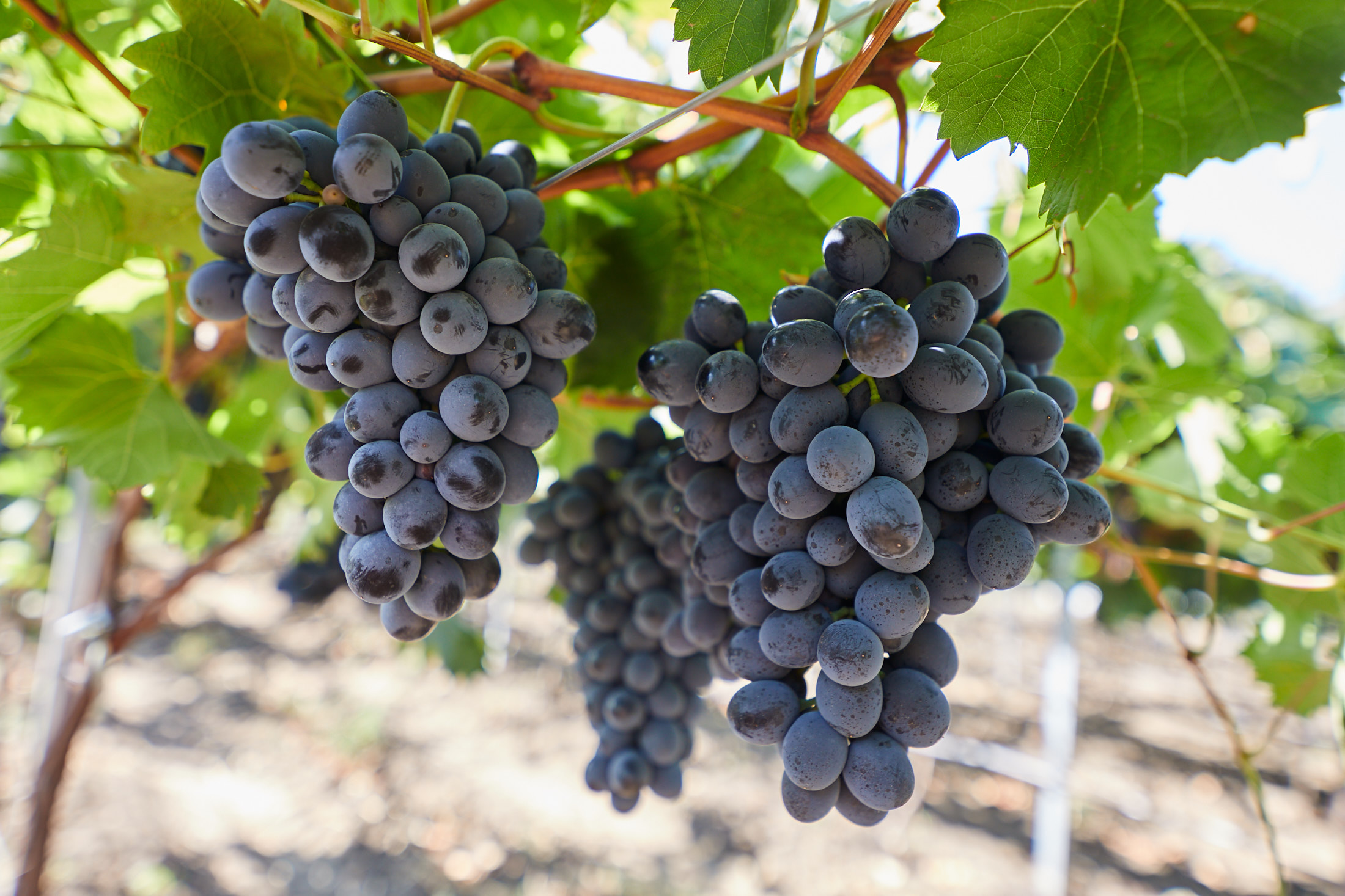 Butași viță-de-vie Moldova