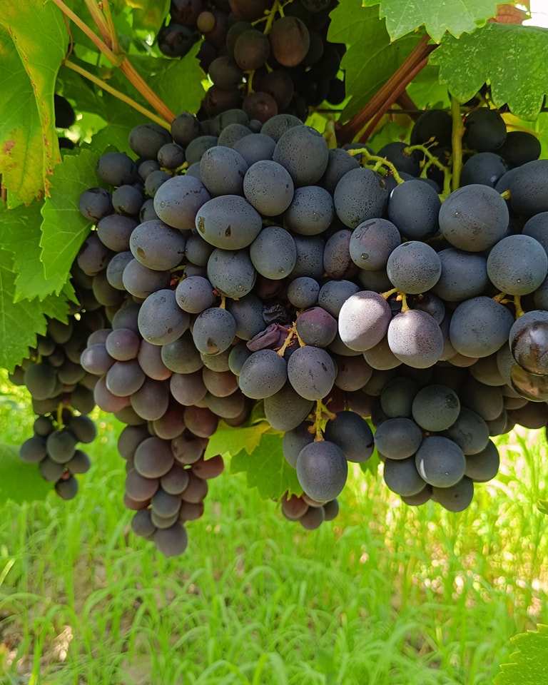 Butași viță-de-vie Kubani