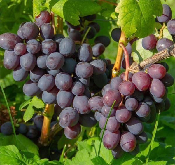 Butași viță-de-vie Podarok Nesvetaya