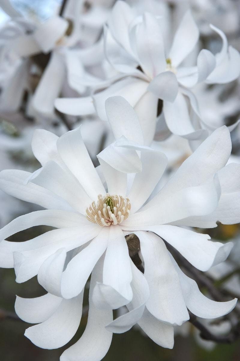 Magnolia Stellata Royal Star