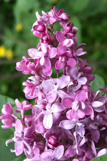 Liliac Bogdan Khmelnytskyi