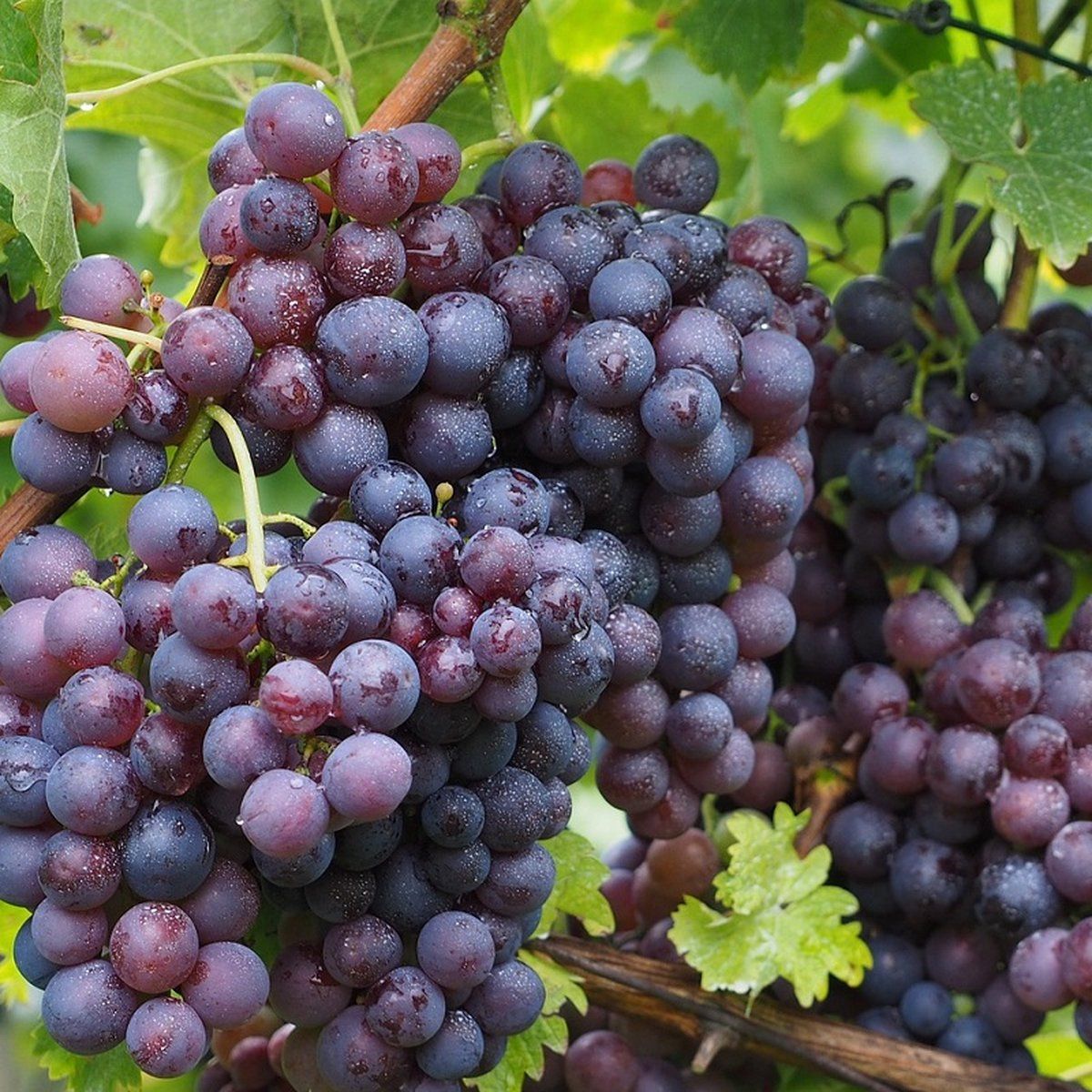 Butași viță-de-vie Muscat Hamburg