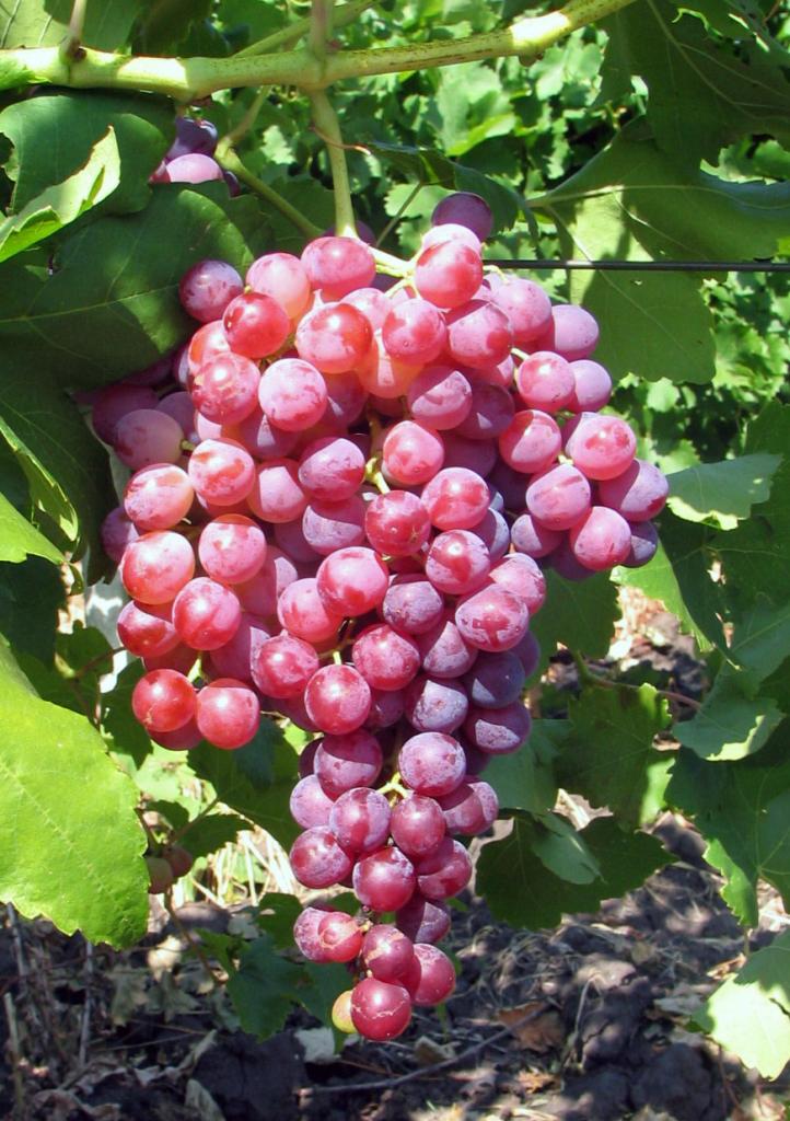 Butași viță-de-vie Apiren Roz