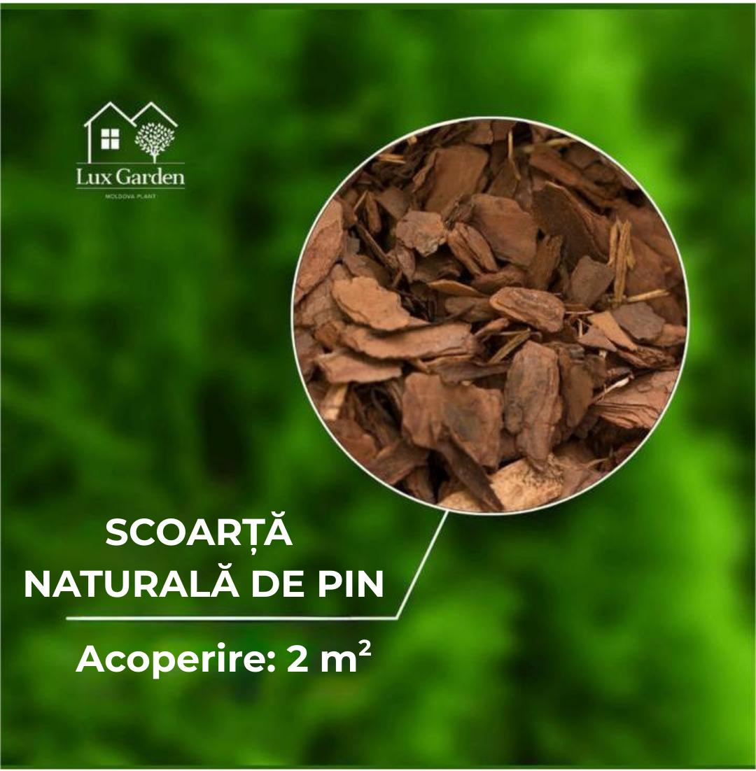 Scoarță naturală de pin 40–80 mm