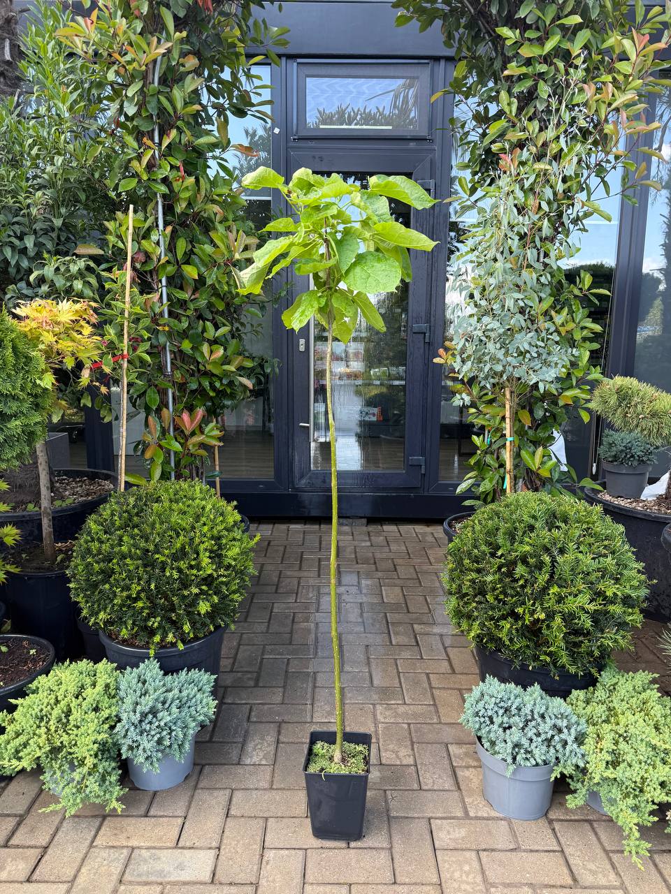 Catalpa