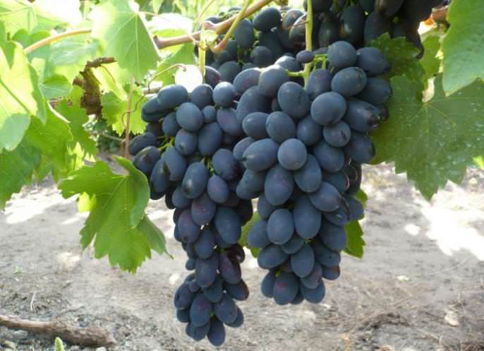 Butași viță-de-vie Codreanca