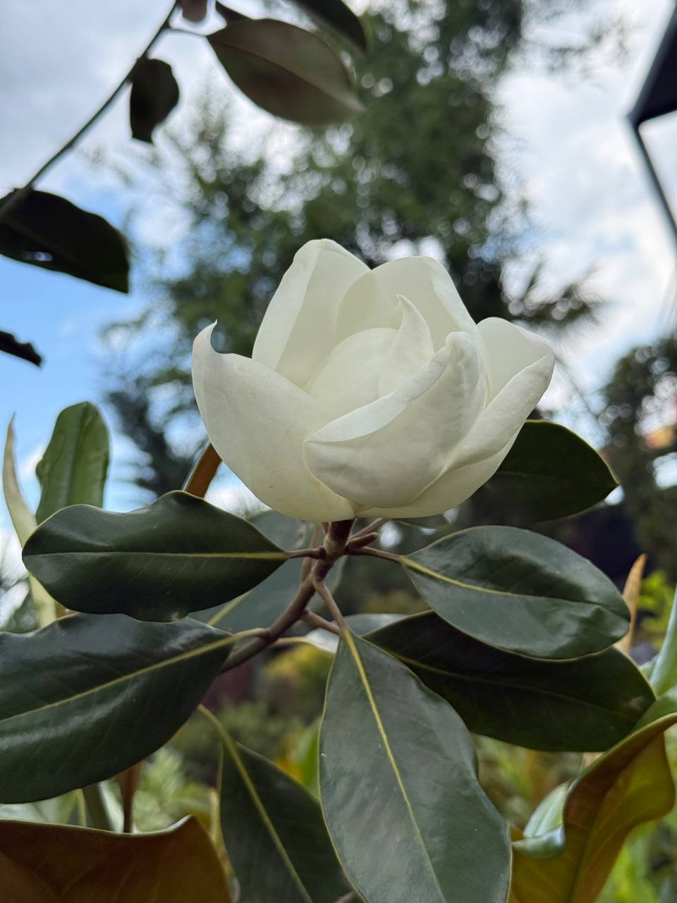Magnolia Little Gem pe picior