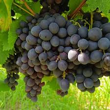 Butași viță-de-vie Kubani