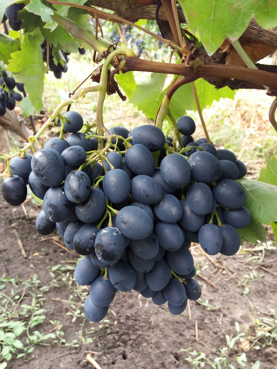 Butași viță-de-vie Moldova