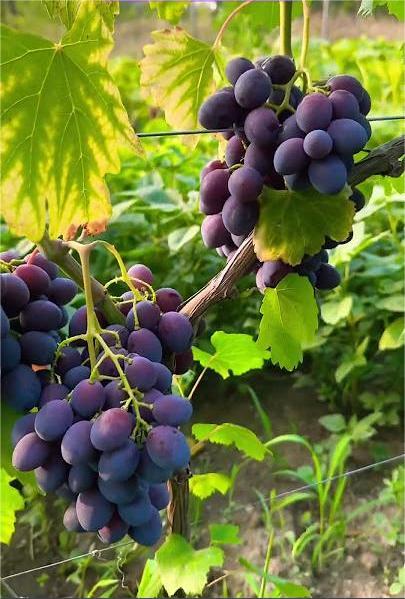 Butași viță-de-vie Catalonia