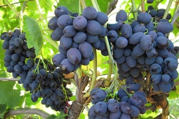 Butași viță-de-vie Catalonia