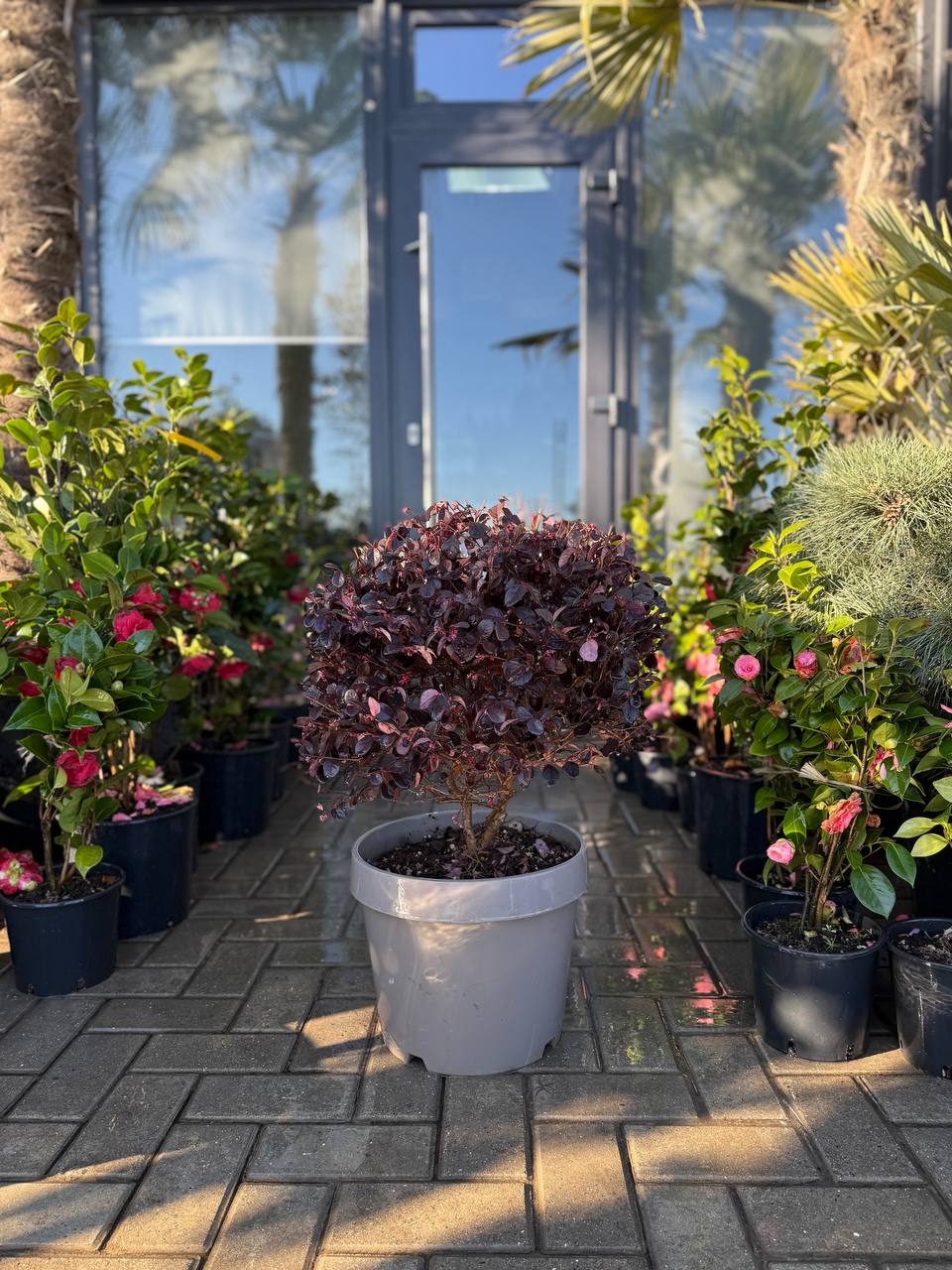 Loropetalum Black Pearl glob